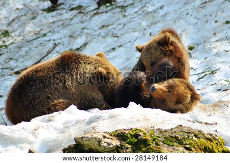 a mother brown bear lying on her back in the snow, suckling her two cubs which are roughly 2 years old