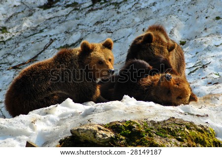 a mother brown bear, lying on her back in the snow suckles one of her cubs while the other looks around. The cubs are roughly 2 years old