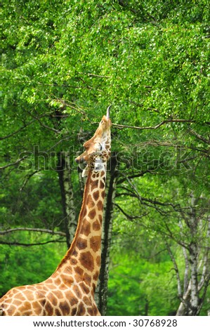 a giraffe uses it\'s long tongue to reach leaves high in a tree.