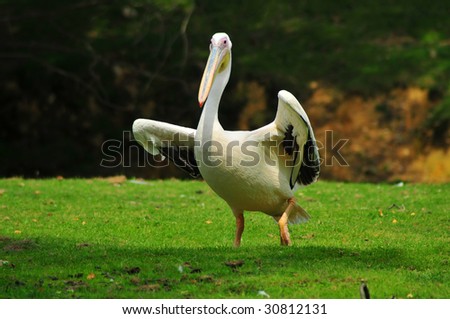 a pelican showing prancing around with outstretched wings