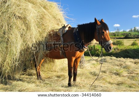 a mule waits patiently while harnessed to a heavy load of hay