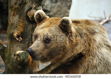 the endangered  syrian brown bear with the expression. What are you looking at?