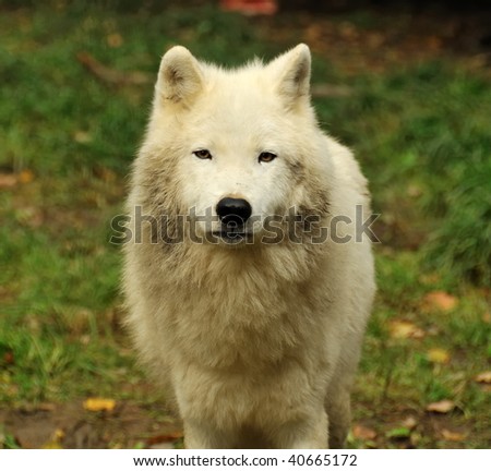 face to face with an arctic wolf