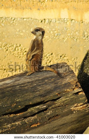 a meerkat standing up on its hind legs watching out for the family