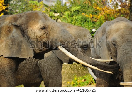 affection from one elephant to another. An elephant inserts its trunk into another elephants mouth
