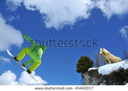 a wolf watches a snowboarder jumping off the edge of a cliff