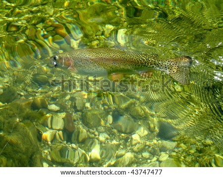 a large rainbow trout hooked on a fly in crystal clear water