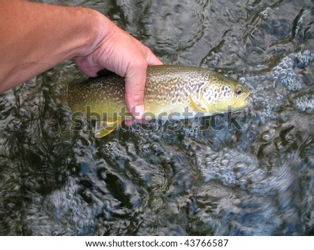 a young marble trout (trutta marmorata) is returned carefully to the water after being caught on a fly