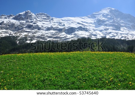 The north face of the Eiger in the swiss alps with a field of spring flowers in the foreground