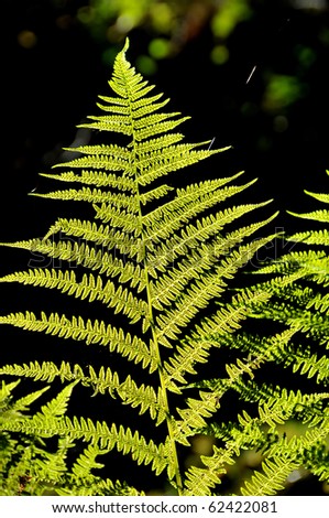 A fern frond in the forest