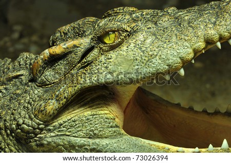 the eye, teeth and open jaw of a siam crocodile.