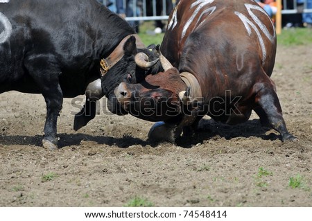 a fighting cow takes a bad knock to the side of the head in the Raron cow fighting championships. April 3, 2010 in Raron, Switzerland