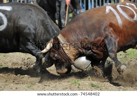 A high speed impact between two fighting cows in the Raron cow fighting championships. April 3, 2010 in Raron, Switzerland