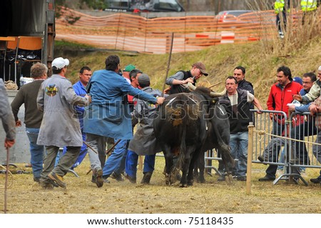 NENDAZ, SWITZERLAND - MARCH 27: Stewards rush to round up the cows in the Nendaz Combat des Reines cow fighting championship. March 27, 2010 in Nendaz, Switzerland