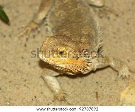 The bearded dragon, otherwise known as Pogona from Australia, known also by the familiar name of beardies.