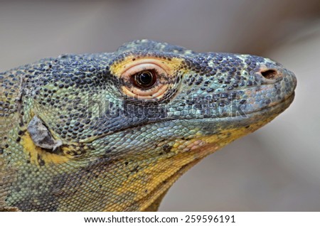 Portrait of a Komodo Dragon, the giant of the lizard family