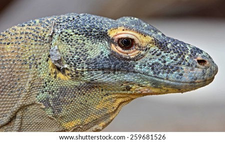 Komodo Dragon, the largest of the lizard family, and an endangered species