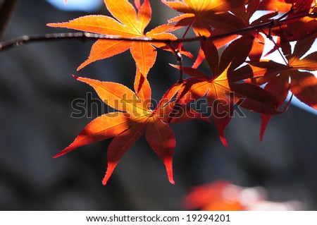red leaf structure