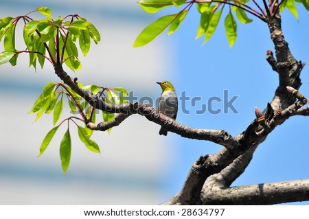 Cotton tree and bird