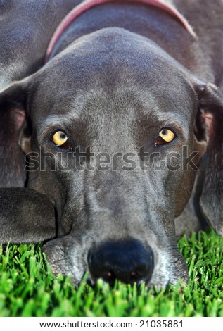 Blue Great Danes on Portrait Of A Blue Great Dane Dog Stock Photo 21035881   Shutterstock