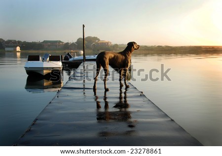 Great dane dog standing on a jetty with boats and river in the background