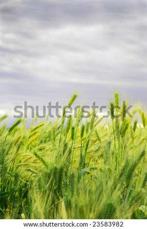 Ripe wheat ears blowing in the wind
