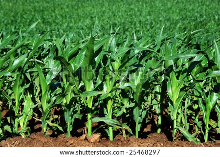 Healthy young maize plants growing beautyfully on the field