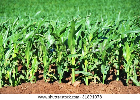 Young maize crop
