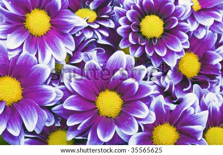 Sweet purple daisies