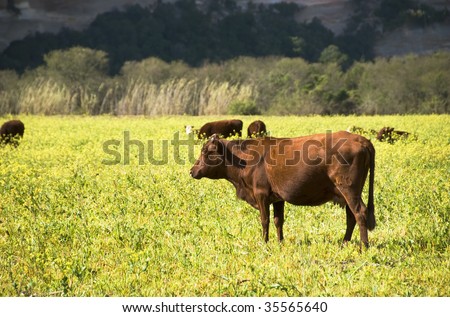 Peaceful scene of cattle in a farm field