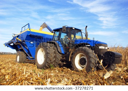Tractor and trailer in a maize field on a farm during harvest time
