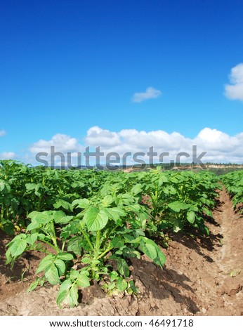 Sky+potato