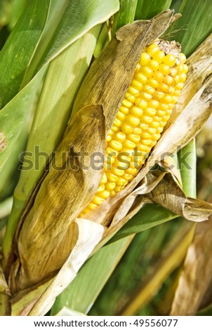 a Ripe dry maize cob still on the plant