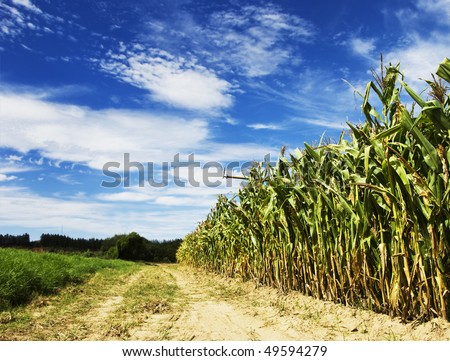 Maize crop with beautiful sky