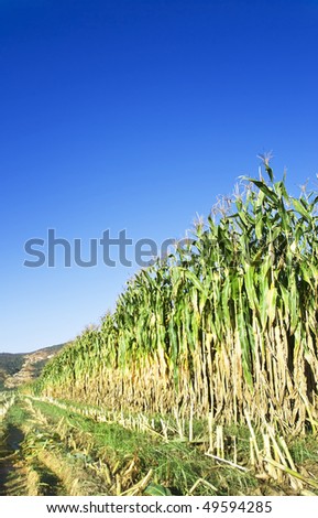 Maize crop in early morning sunlight with clear blue sky
