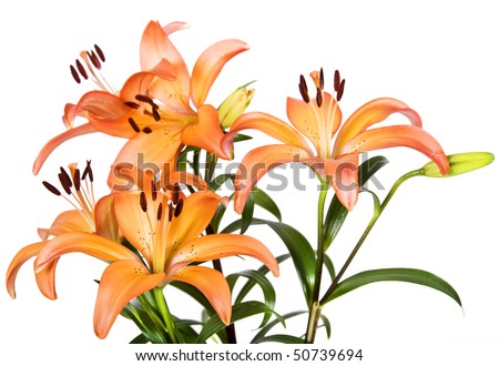 stock photo Orange tiger lilies on a white background with space for text