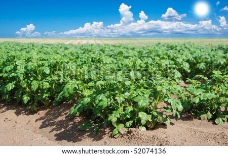 a Big potato field with sky and sun