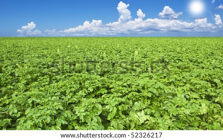 Beautiful healthy green potato field with sky and sun