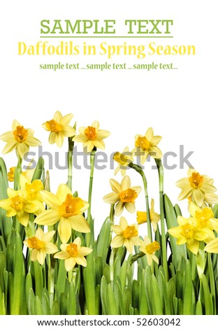 Yellow daffodils on a pure white background with space for text