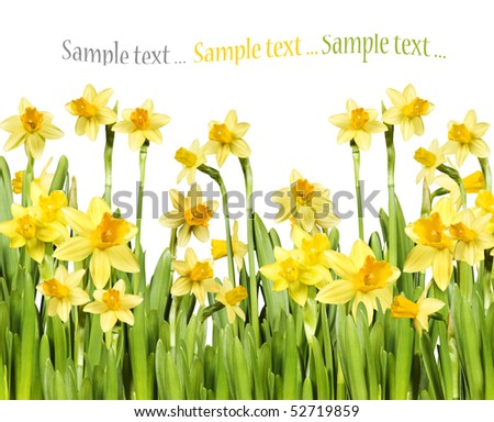 Yellow daffodils against white background with space for text
