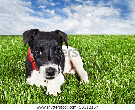 a Cute young pure bred fox terrier dog lying on grass