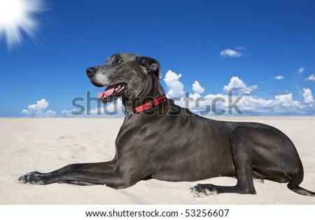a Mature pure bred blue great dane dog relaxing on the beach