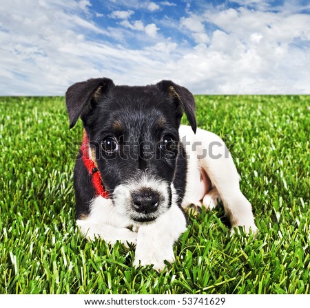 a Cute young pure bred fox terrier dog lying on grass