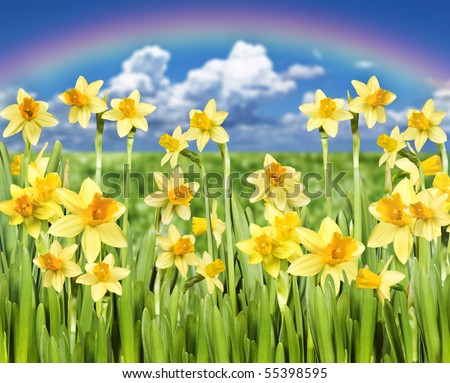 Yellow daffodils with blue sky and sun in the background