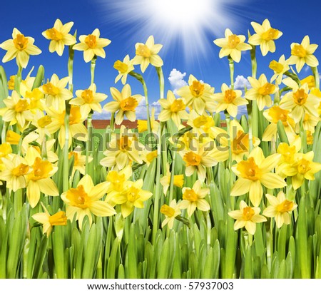 Daffodils Sky