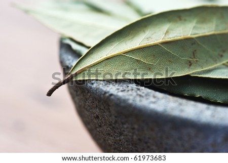 Close up of bay leaves  with intentional low light and very shallow depth of field for effect