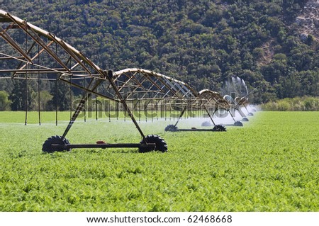 Modern irrigation system watering a carrot farm field