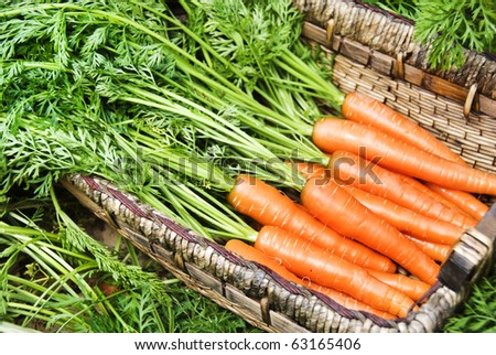 Freshly picked carrots in a carrot field