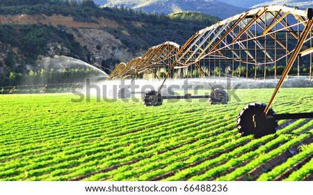 Modern irrigation system watering a farm field of carrots in late afternoon sunlight