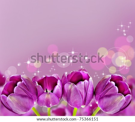 Pink tulips with a light pink background